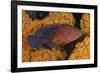 Coral Trout Fish and Coral, Raja Ampat, Papua, Indonesia-Jaynes Gallery-Framed Photographic Print