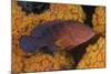 Coral Trout Fish and Coral, Raja Ampat, Papua, Indonesia-Jaynes Gallery-Mounted Photographic Print