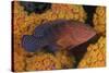 Coral Trout Fish and Coral, Raja Ampat, Papua, Indonesia-Jaynes Gallery-Stretched Canvas
