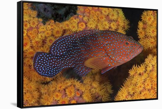 Coral Trout Fish and Coral, Raja Ampat, Papua, Indonesia-Jaynes Gallery-Framed Stretched Canvas