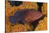 Coral Trout Fish and Coral, Raja Ampat, Papua, Indonesia-Jaynes Gallery-Stretched Canvas