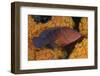 Coral Trout Fish and Coral, Raja Ampat, Papua, Indonesia-Jaynes Gallery-Framed Photographic Print