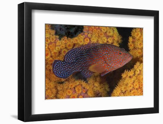 Coral Trout Fish and Coral, Raja Ampat, Papua, Indonesia-Jaynes Gallery-Framed Photographic Print