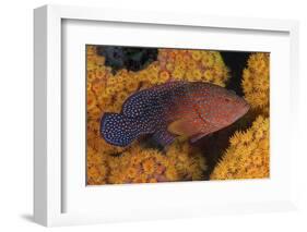 Coral Trout Fish and Coral, Raja Ampat, Papua, Indonesia-Jaynes Gallery-Framed Photographic Print