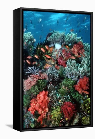 Coral Wall Komodo Marine Park Is World Famous-null-Framed Stretched Canvas