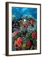 Coral Wall Komodo Marine Park Is World Famous-null-Framed Photographic Print