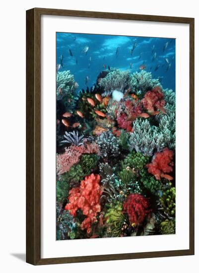 Coral Wall Komodo Marine Park Is World Famous-null-Framed Photographic Print