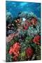 Coral Wall Komodo Marine Park Is World Famous-null-Mounted Photographic Print