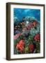 Coral Wall Komodo Marine Park Is World Famous-null-Framed Photographic Print