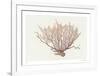 Coral - Wave-Hilary Armstrong-Framed Limited Edition