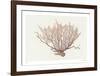 Coral - Wave-Hilary Armstrong-Framed Limited Edition