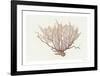 Coral - Wave-Hilary Armstrong-Framed Limited Edition