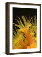 Coral-Peter Scoones-Framed Photographic Print