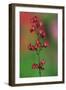 Coralbells (Heuchera sanguiinea) flowering in garden-Jurgen & Christine Sohns-Framed Photographic Print