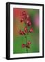 Coralbells (Heuchera sanguiinea) flowering in garden-Jurgen & Christine Sohns-Framed Photographic Print