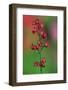 Coralbells (Heuchera sanguiinea) flowering in garden-Jurgen & Christine Sohns-Framed Photographic Print