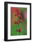 Coralbells (Heuchera sanguiinea) flowering in garden-Jurgen & Christine Sohns-Framed Photographic Print