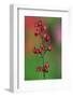 Coralbells (Heuchera sanguiinea) flowering in garden-Jurgen & Christine Sohns-Framed Photographic Print