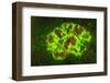 Corallimorpharia, Ambon Island, Banda Sea, Indonesia-Stuart Westmorland-Framed Photographic Print