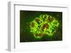 Corallimorpharia, Ambon Island, Banda Sea, Indonesia-Stuart Westmorland-Framed Photographic Print