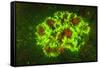 Corallimorpharia, Ambon Island, Banda Sea, Indonesia-Stuart Westmorland-Framed Stretched Canvas