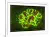 Corallimorpharia, Ambon Island, Banda Sea, Indonesia-Stuart Westmorland-Framed Photographic Print