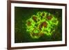 Corallimorpharia, Ambon Island, Banda Sea, Indonesia-Stuart Westmorland-Framed Photographic Print