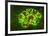 Corallimorpharia, Ambon Island, Banda Sea, Indonesia-Stuart Westmorland-Framed Photographic Print