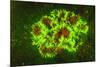 Corallimorpharia, Ambon Island, Banda Sea, Indonesia-Stuart Westmorland-Mounted Photographic Print