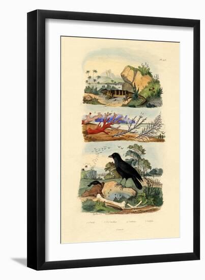 Corals, 1833-39-null-Framed Giclee Print