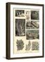 Corals, 1863-79-Raimundo Petraroja-Framed Giclee Print