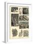 Corals, 1863-79-Raimundo Petraroja-Framed Giclee Print