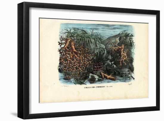 Corals, 1863-79-Raimundo Petraroja-Framed Giclee Print