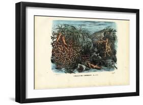 Corals, 1863-79-Raimundo Petraroja-Framed Giclee Print