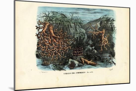 Corals, 1863-79-Raimundo Petraroja-Mounted Giclee Print