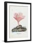 Corals, 1863-79-Raimundo Petraroja-Framed Premium Giclee Print