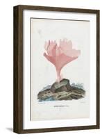 Corals, 1863-79-Raimundo Petraroja-Framed Giclee Print