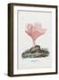 Corals, 1863-79-Raimundo Petraroja-Framed Giclee Print