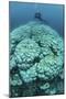 Corals are Beginning to Bleach on a Reef in Indonesia-Stocktrek Images-Mounted Photographic Print