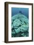 Corals are Beginning to Bleach on a Reef in Indonesia-Stocktrek Images-Framed Photographic Print