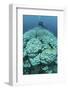 Corals are Beginning to Bleach on a Reef in Indonesia-Stocktrek Images-Framed Photographic Print