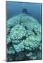 Corals are Beginning to Bleach on a Reef in Indonesia-Stocktrek Images-Mounted Photographic Print