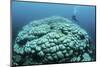 Corals are Beginning to Bleach on a Reef in Indonesia-Stocktrek Images-Mounted Photographic Print