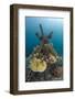 Corals Attached to Structure of Bio-Rock-Franco Banfi-Framed Photographic Print