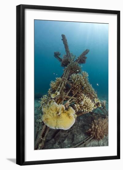 Corals Attached to Structure of Bio-Rock-Franco Banfi-Framed Photographic Print