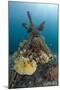 Corals Attached to Structure of Bio-Rock-Franco Banfi-Mounted Photographic Print