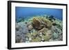 Corals Compete for Space to Grow on a Reef in Indonesia-Stocktrek Images-Framed Photographic Print