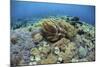 Corals Compete for Space to Grow on a Reef in Indonesia-Stocktrek Images-Mounted Photographic Print