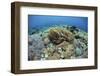 Corals Compete for Space to Grow on a Reef in Indonesia-Stocktrek Images-Framed Photographic Print