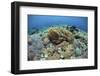 Corals Compete for Space to Grow on a Reef in Indonesia-Stocktrek Images-Framed Photographic Print